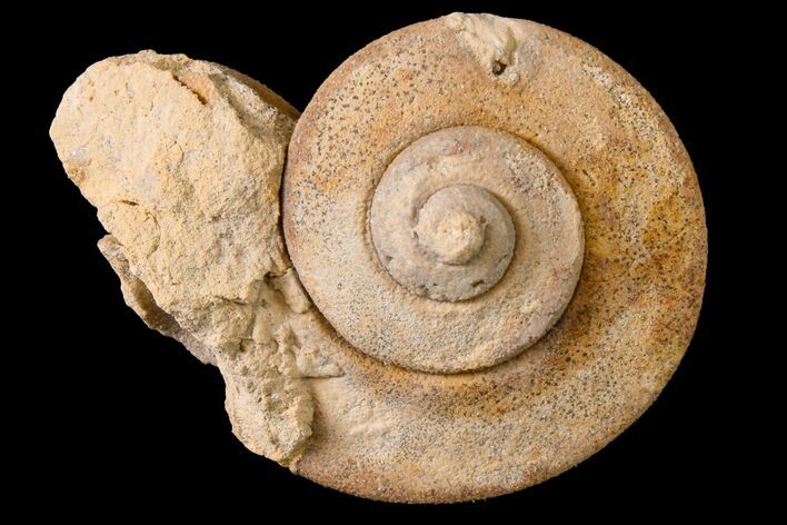 Ordovician Gastropod (Liospira) Fossil - Wisconsin #162994